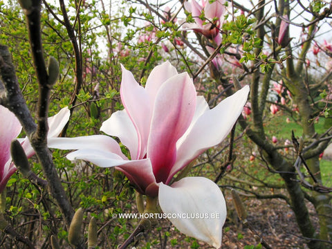Magnolia 'Pickard's Schmetterling'