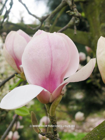 Magnolia 'Pickard's Snow Queen'