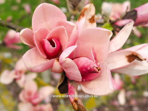 Magnolia 'Pink Charm'
