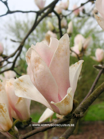 Magnolia 'Rouged Alabaster'