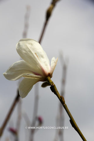 Magnolia salicifolia 'Windsor Beauty'