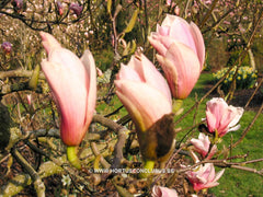 Magnolia 'Sayonara' - Sierboom - Hortus Conclusus  - 2