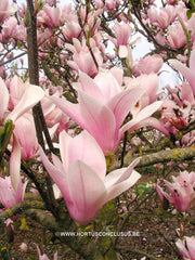 Magnolia 'Sayonara' - Sierboom - Hortus Conclusus  - 5
