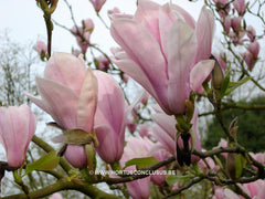 Magnolia 'Sayonara' - Sierboom - Hortus Conclusus  - 10