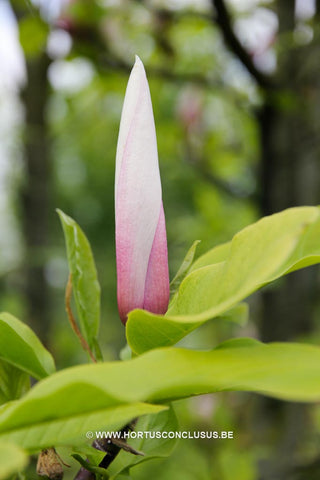 Magnolia 'Sentinel'