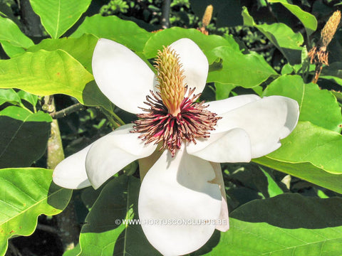 Magnolia sieboldii hybr.