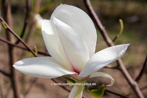 Magnolia 'Snowgoose'