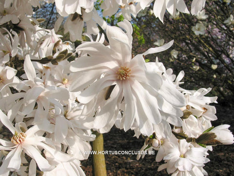 Magnolia stellata 'Harvard Centennial'