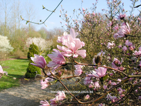 Magnolia stellata var. keiskei