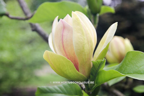 Magnolia 'Sun Spire'