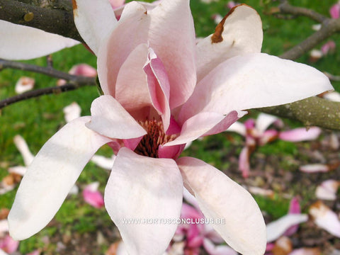 Magnolia 'Tonia'