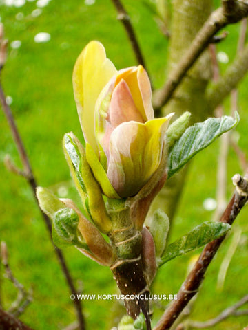 Magnolia x brooklynensis 'Moon Spire'