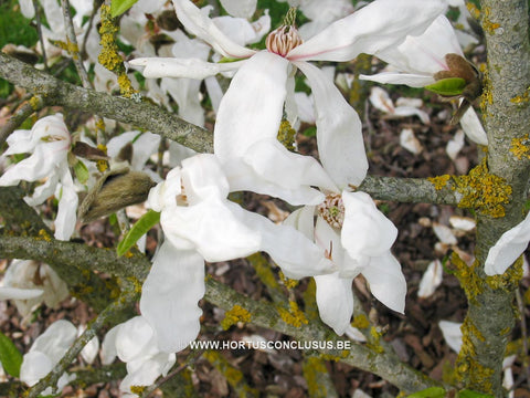 Magnolia x kewensis 'Parson's Clone'