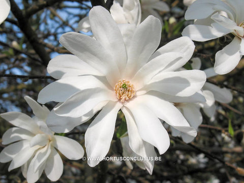 Magnolia x kewensis 'Wada's Memory'