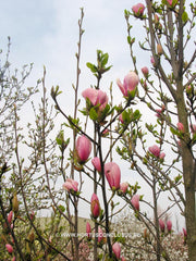 Magnolia x soulangeana 'Lennei' hybr. - Sierboom - Hortus Conclusus  - 5