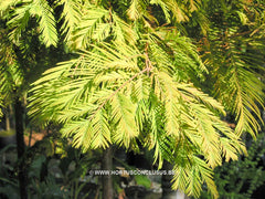 Metasequoia glyptostroboides 'Matthaei' - Konifeer - Hortus Conclusus  - 2