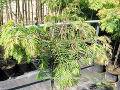 Metasequoia glyptostroboides 'Matthaei' - Konifeer - Hortus Conclusus  - 4