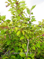 Prunus incisa 'Kojou-no-mai' - Sierboom - Hortus Conclusus  - 2