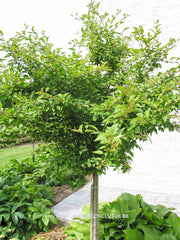 Prunus incisa 'Kojou-no-mai' - Sierboom - Hortus Conclusus  - 3