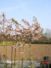 Prunus incisa 'Kojou-no-mai' - Sierboom - Hortus Conclusus  - 4