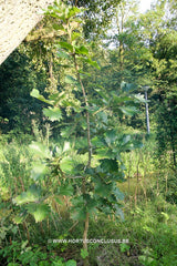 Quercus dentata 'Carl Ferris Miller' - Sierboom - Hortus Conclusus  - 9