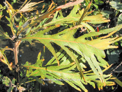 Quercus dentata 'Pinnatifida' - Sierboom - Hortus Conclusus  - 3