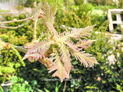 Quercus dentata 'Pinnatifida' - Sierboom - Hortus Conclusus  - 4