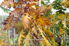 Quercus frainetto 'Schmidt' (Forest Green) - Sierboom - Hortus Conclusus  - 2
