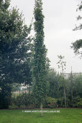 Quercus palustris 'Green Pillar' - Sierboom - Hortus Conclusus  - 11