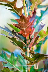 Quercus palustris 'Green Pillar' - Sierboom - Hortus Conclusus  - 15