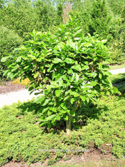 Quercus pontica - Sierboom - Hortus Conclusus  - 2