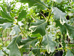 Quercus robur 'Argenteomarginata' - Sierboom - Hortus Conclusus  - 2