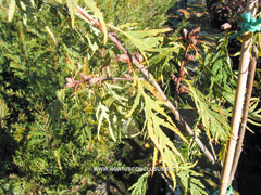 Quercus robur 'Pectinata' - Sierboom - Hortus Conclusus  - 2