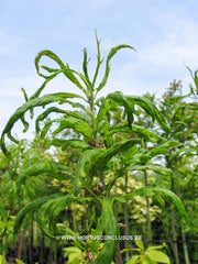 Quercus robur 'Strypemonde' - Sierboom - Hortus Conclusus  - 4
