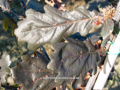 Quercus robur 'Timuki'