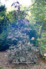 Quercus robur 'Timuki' - Sierboom - Hortus Conclusus  - 2