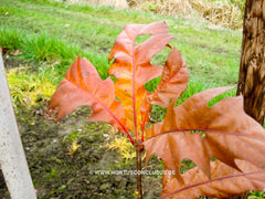 Quercus rubra 'Rocket' - Sierboom - Hortus Conclusus  - 2