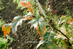 Quercus rubra 'Rocket' - Sierboom - Hortus Conclusus  - 4