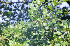 Quercus stellata - Sierboom - Hortus Conclusus  - 2