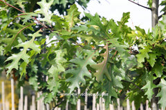 Quercus texana 'New Madrid' - Sierboom - Hortus Conclusus  - 3