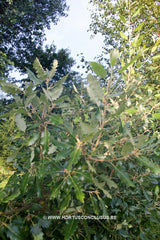 Quercus x hispanica 'Fulhamensis' - Sierboom - Hortus Conclusus  - 3