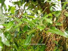 Quercus x hispanica 'Lucombiana' - Sierboom - Hortus Conclusus  - 1