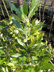 Quercus x hispanica 'Lucombiana' - Sierboom - Hortus Conclusus  - 2