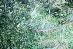 Quercus x hispanica 'Waasland Select' - Sierboom - Hortus Conclusus  - 3