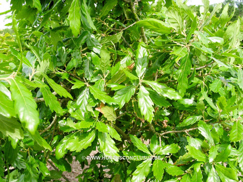 Quercus x turneri 'Pseudoturneri'