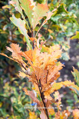 Quercus x warei 'Long' - Sierboom - Hortus Conclusus  - 1
