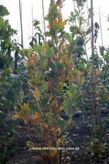 Quercus x warei 'Long' - Sierboom - Hortus Conclusus  - 3