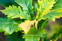 Quercus x warei 'Wind Candle' - Sierboom - Hortus Conclusus  - 18