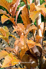 Quercus x warei 'Wind Candle' - Sierboom - Hortus Conclusus  - 24