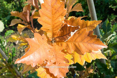 Quercus x warei 'Wind Candle' - Sierboom - Hortus Conclusus  - 26